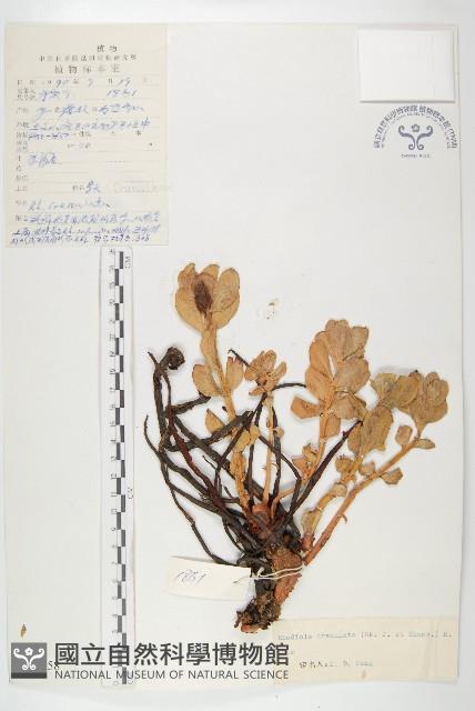 大花紅景天藏品圖，第1張