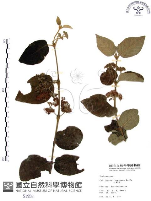 杜虹花，台灣紫珠藏品圖，第1張