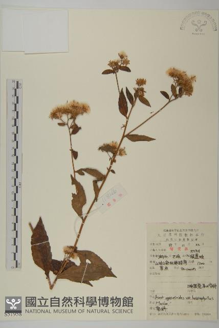 三脈紫菀異葉變種藏品圖，第1張