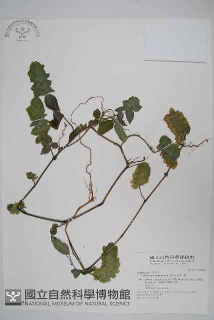 賽山藍藏品圖，第1張