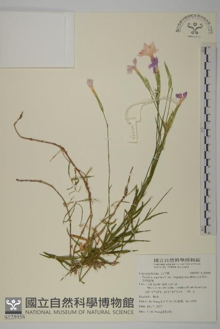 長萼瞿麥藏品圖，第1張