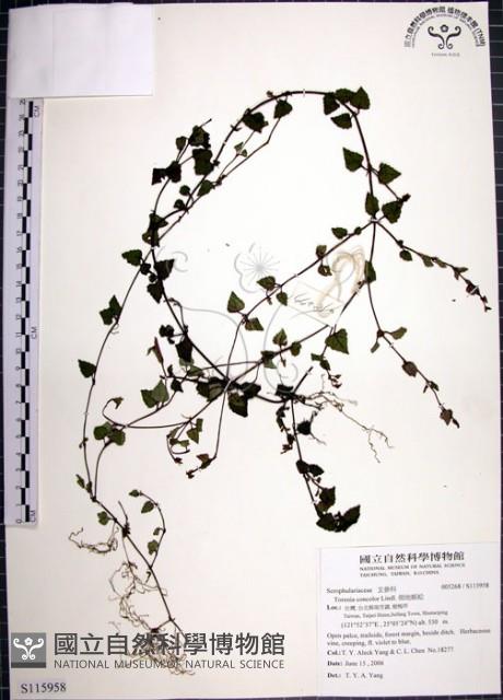 倒地蜈蚣藏品圖，第1張