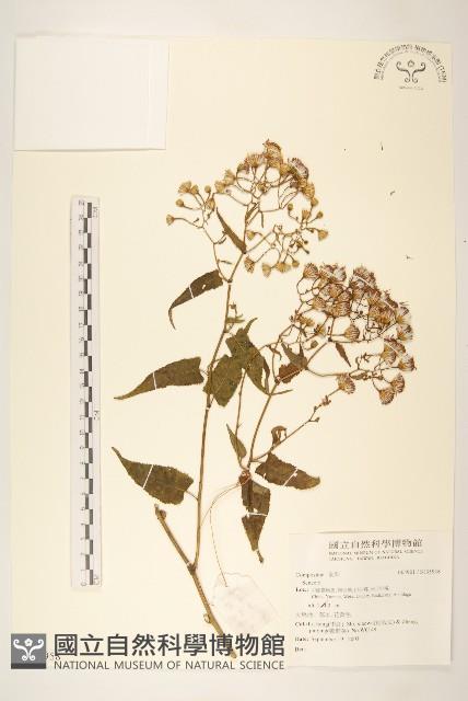 登錄號:S135958藏品圖，第1張