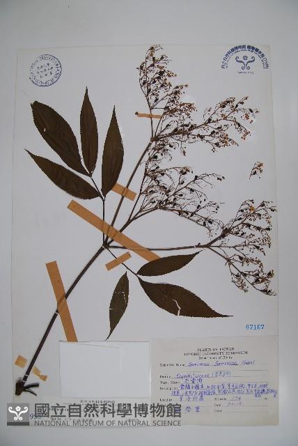 冇骨消藏品圖，第1張