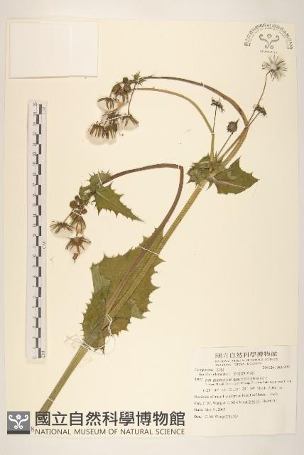 苦滇菜、苦菜藏品圖，第1張