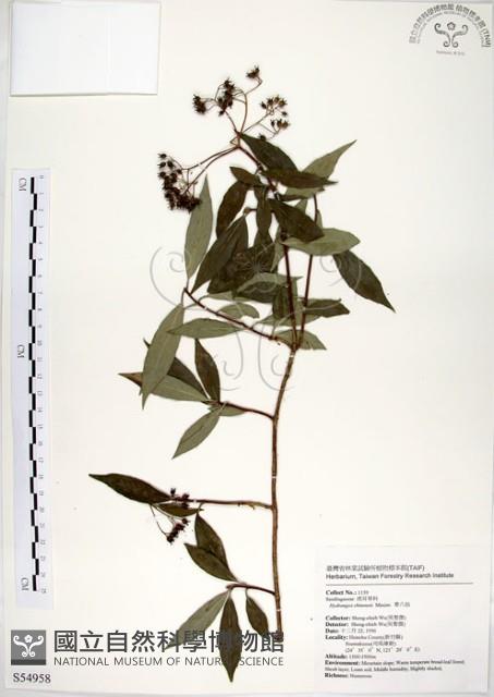 華八仙藏品圖，第1張