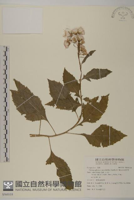 昭和草藏品圖，第1張