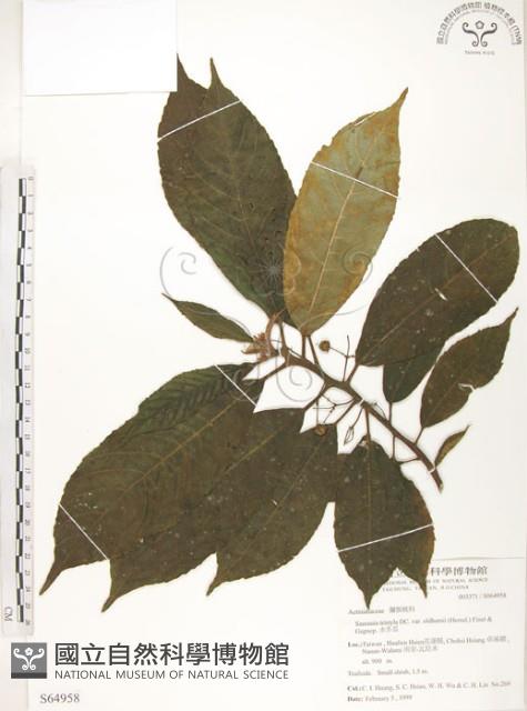 水冬瓜藏品圖，第1張