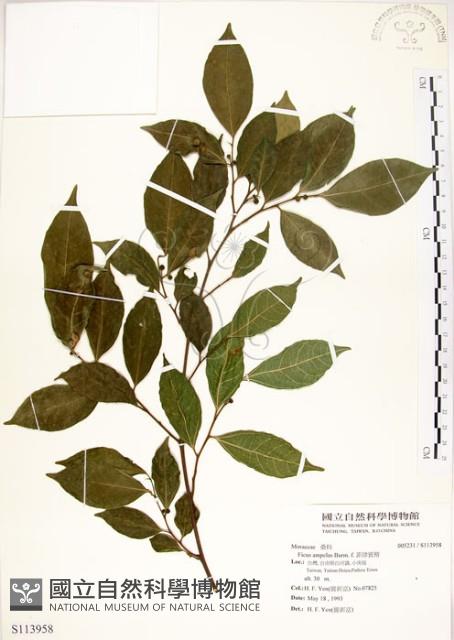 菲律賓榕藏品圖，第1張