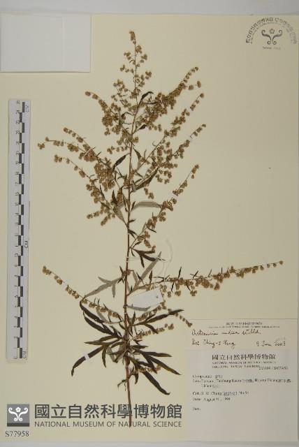 中南蒿藏品圖，第1張