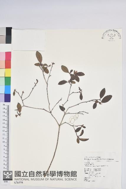 Red-hairy Rhododendron Collection Image