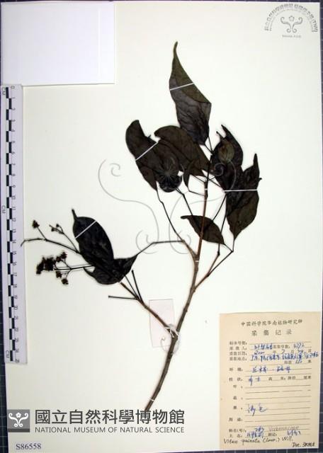 山埔姜藏品圖，第1張