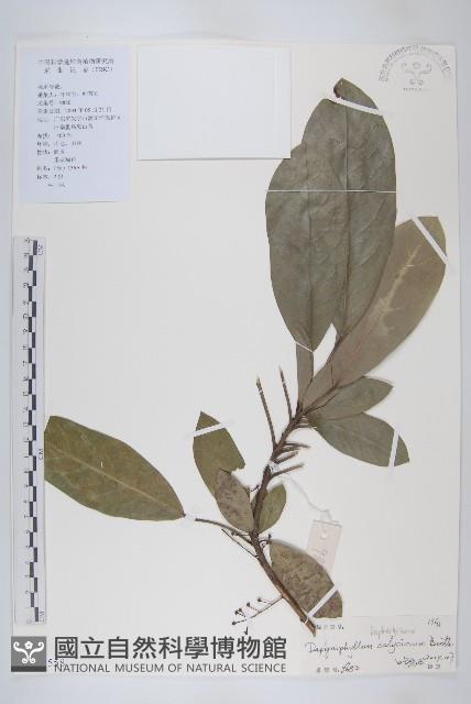 牛耳楓藏品圖，第1張