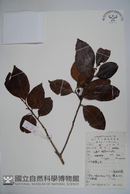 刻脈冬青藏品圖，第1張