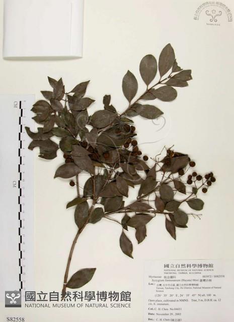 臺灣赤楠藏品圖，第1張