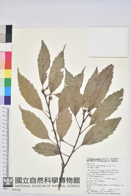 青剛櫟、鐵椆藏品圖，第1張