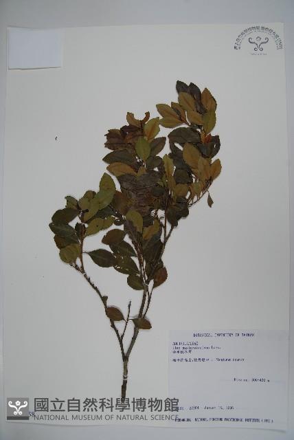 倒卵葉冬青、金平氏冬青藏品圖，第1張