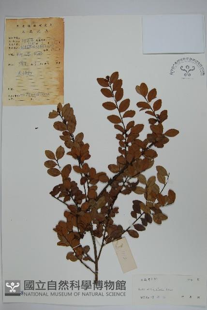 凹葉冬青藏品圖，第1張