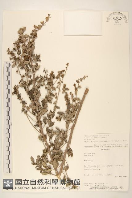 登錄號:S080558藏品圖，第1張