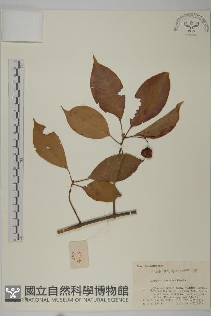 厚葉衛矛, 源一木藏品圖，第1張