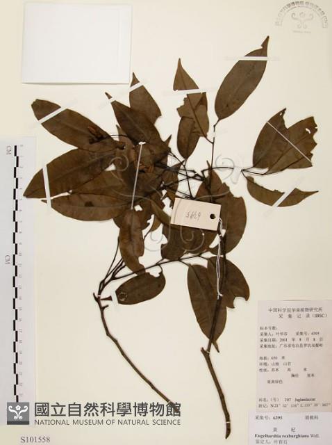 黃杞藏品圖，第1張