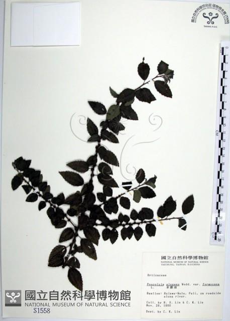 水雞油藏品圖，第1張