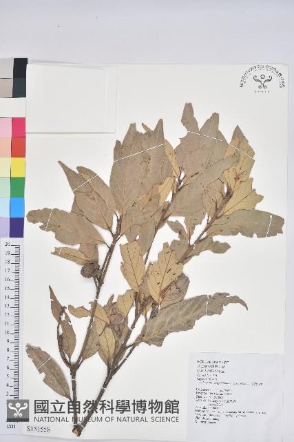 杏葉石櫟、校栗、校櫟藏品圖，第1張