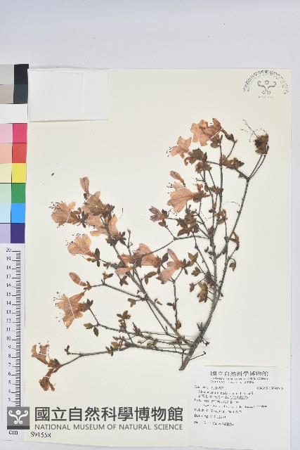 細葉杜鵑、南湖杜鵑、志佳陽杜鵑藏品圖，第1張