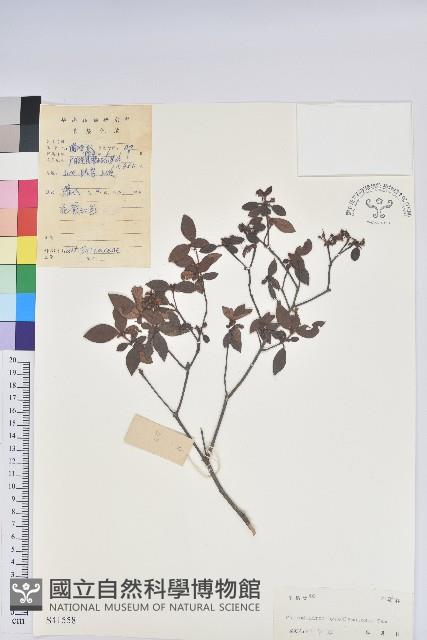 背絨杜鵑藏品圖，第1張