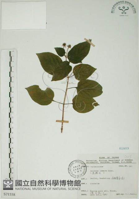 馬櫻丹藏品圖，第1張