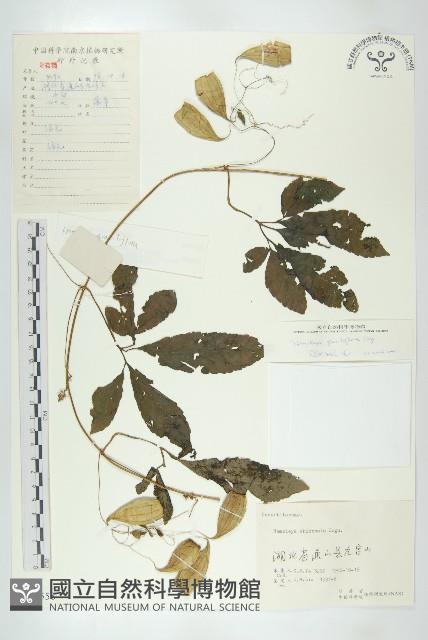 馬銅鈴藏品圖，第1張