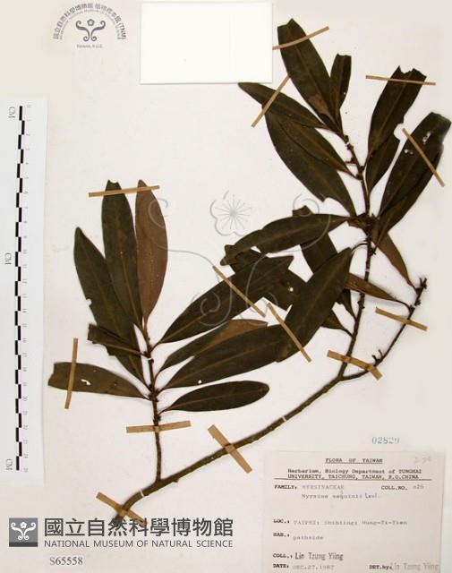 大明橘藏品圖，第1張