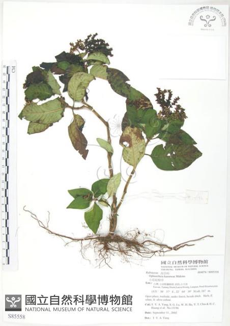 小花蛇根草藏品圖，第1張