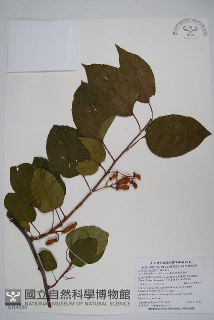 硬齒獼猴桃藏品圖，第1張