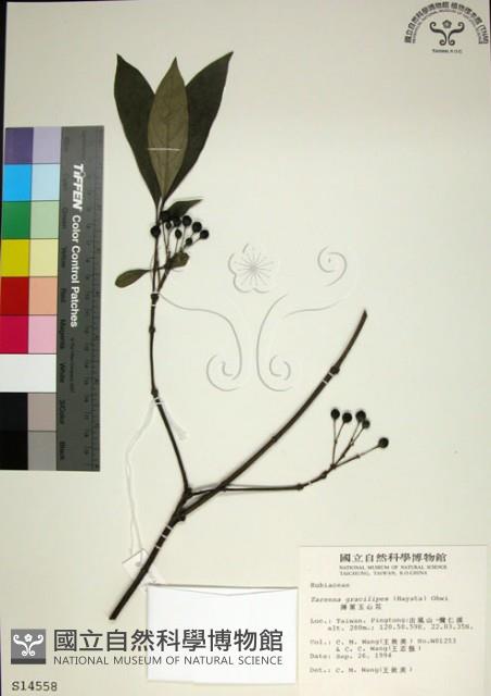 薄葉玉心花藏品圖，第1張