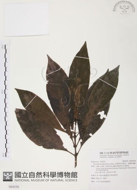 九節木、牛屎烏、青龍吐霧藏品圖，第1張