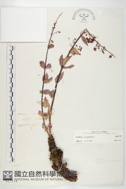 登錄號:S023558藏品圖，第1張