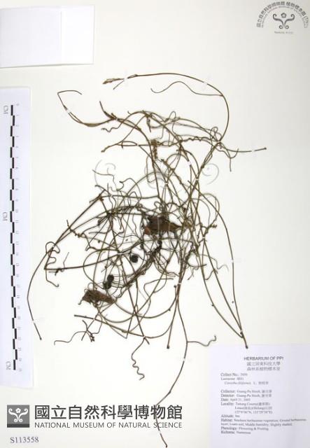 無根草藏品圖，第1張