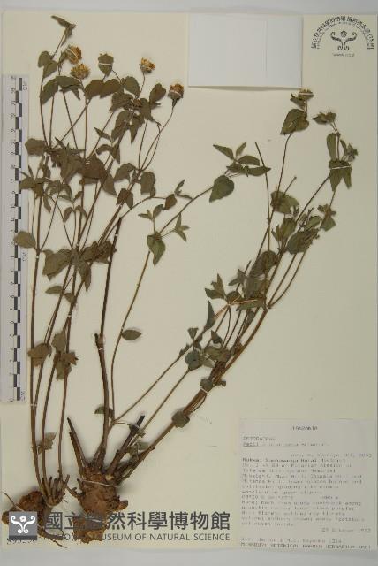 登錄號:S093558藏品圖，第1張