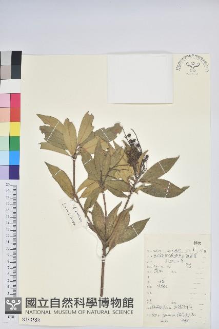 美麗馬醉木藏品圖，第1張