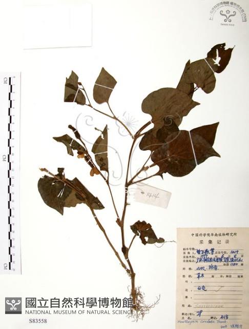 臭腥草、蕺菜藏品圖，第1張