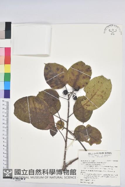 登錄號:S197558藏品圖，第1張