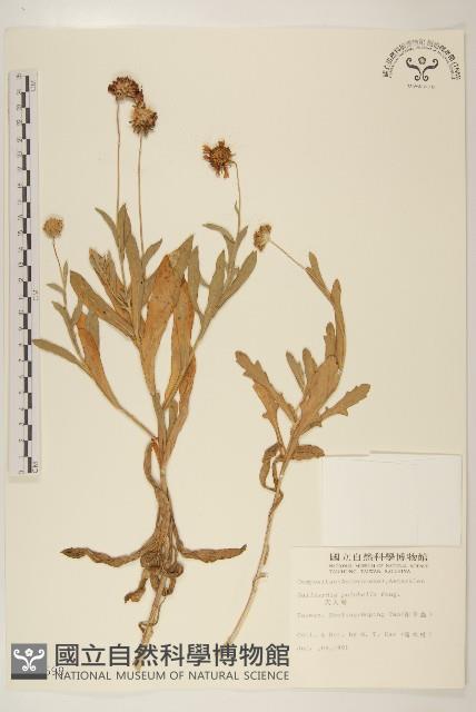 天人菊藏品圖，第1張