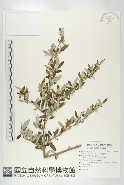 小葉胡頹子藏品圖，第1張