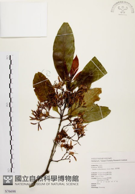 茜草樹藏品圖，第1張