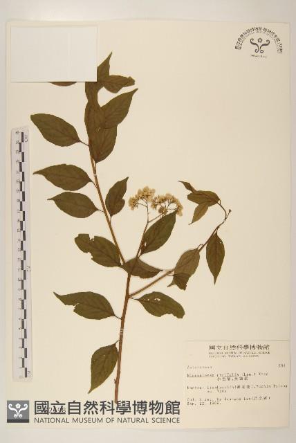 小舌菊、蔓綿菜藏品圖，第1張