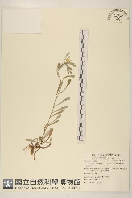 鼠麴草藏品圖，第1張