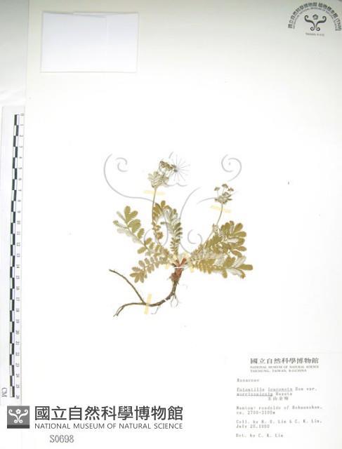 玉山金梅藏品圖，第1張