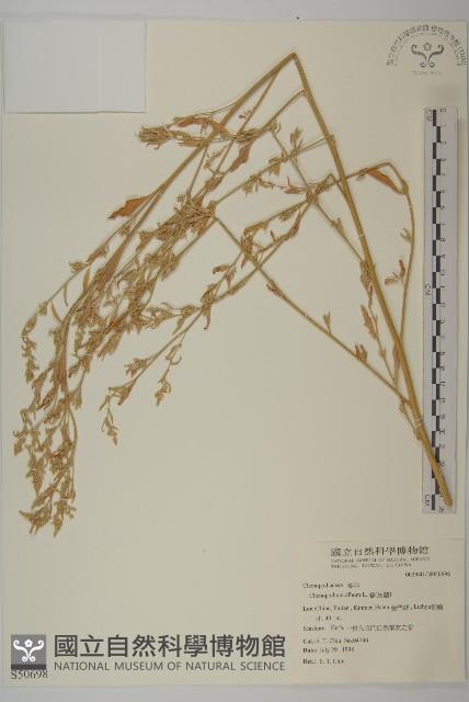 藜、灰藜藏品圖，第1張