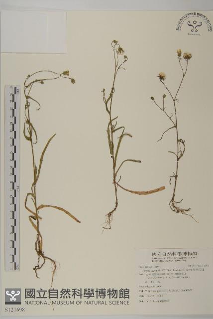 粘毛假蓬藏品圖，第1張